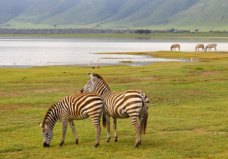 Wildlife in Ngorongoro Crater Tanzania Africa